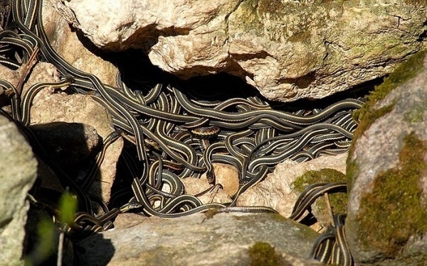 Nổi da gà xâm nhập hang động nhung nhúc rắn độc