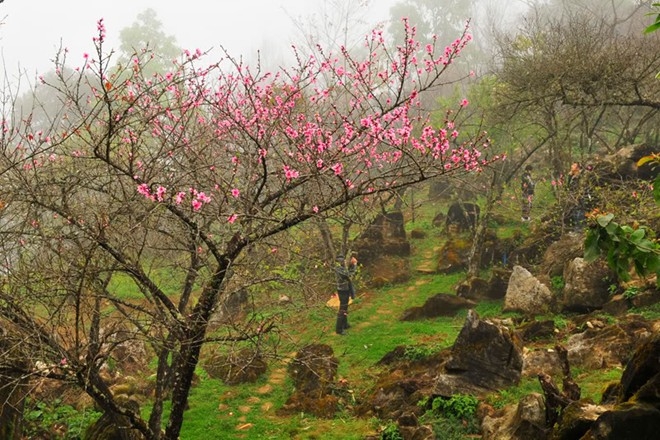 Lạc lối với những con đường hoa tuyệt đẹp ở Việt Nam