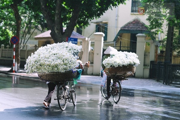 Chùm ảnh: Cúc họa mi bồng bềnh như mây về trên phố Hà Nội