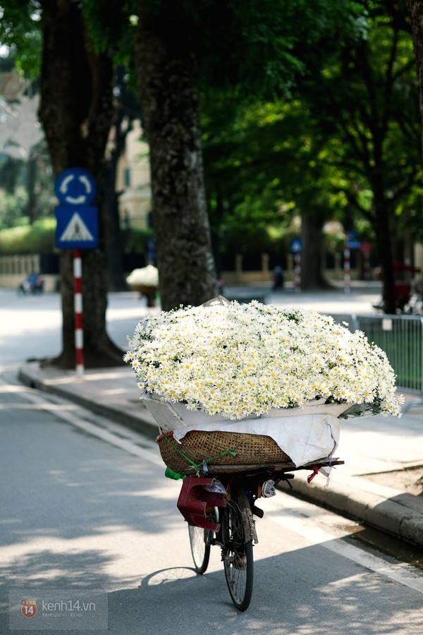 Chùm ảnh: Cúc họa mi bồng bềnh như mây về trên phố Hà Nội