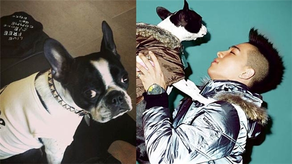 "Con trai" của Taeyang mang tên Boss được các fan yêu mến bởi sự trung thành mặc vẻ ngoài có phần hầm hố. Tuy nhiên, vì không thể trải qua cuộc phẫu thuật thoát vị đĩa đệm nên Boss đã ra đi vào năm 2010.