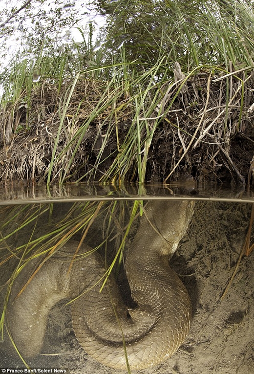 Những con trăn khổng lồ rình rập dưới làn nước sông (Ảnh: Franco Banfi)