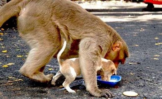 Cảm động cảnh khỉ cứu mạng và chăm sóc chú chó mồ côi như con đẻ