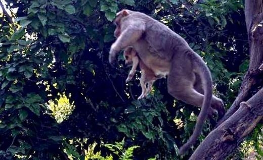 Chú khỉ đã cứu chú chó khỏi nguy hiểm... (Ảnh: Internet)