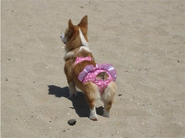 Cún cưng siêu vòng 3, mông cong lưng thẳng chuẩn - chảnh - chất! (Ảnh: Internet)
