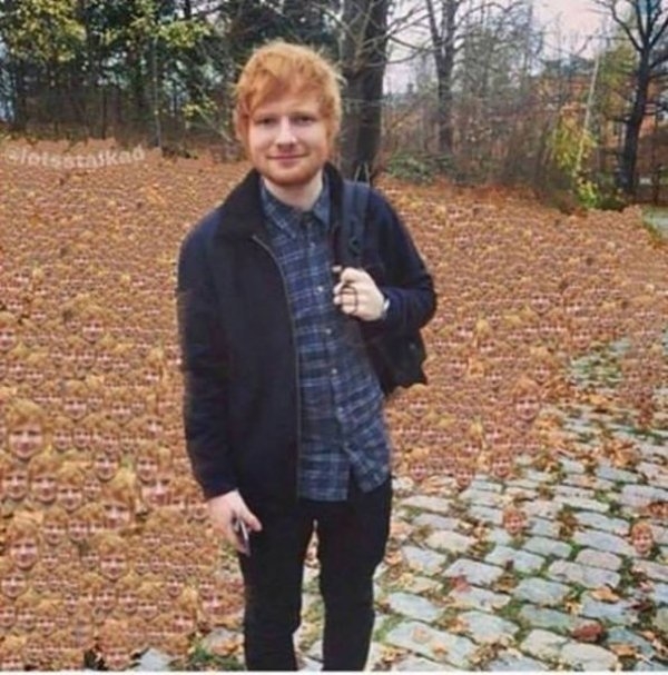 Một cánh đồng mọc toàn Ed Sheeran.
