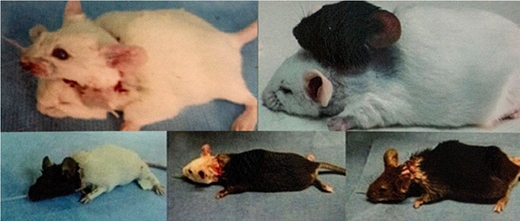 Thí nghiệm ghép đầu chuột không thành của vị bác sĩ. (Ảnh: Internet)