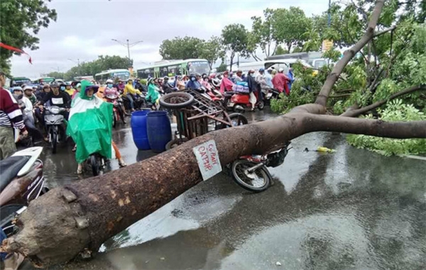 Cây xanh bị mưa làm ngã đè lên chiếc xe lôi trên đường Trường Chinh. (Ảnh: P.K)