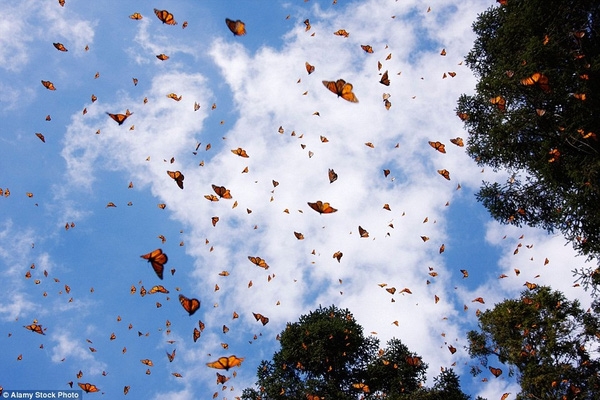 Sau cuộc hành trình di cư dài khoảng 5.500 km từ Mỹ, hàng tỉ tỉ con bướm Monarch (bướm vua) tập trung số lượng lớn bao phủ hơn 40.000 m2 trên một ngọn núi ở phía Tây thành phố Mexico.