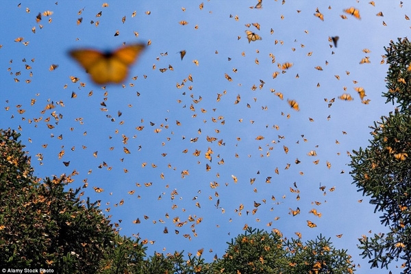 Các nhà khoa học cho rằng cuộc di cư của bướm Monarch là một đặc tính di truyền.