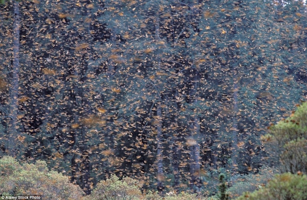  Hàng ngàn con bướm bay trên không khiến nhiều người nhìn thấy phải choáng ngợp.