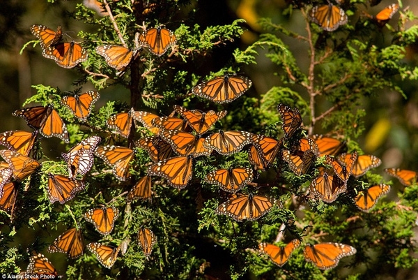 Những cánh bướm màu cam có viền đen, đốm trắng đậu kín trên các cành cậy, mặt đất.