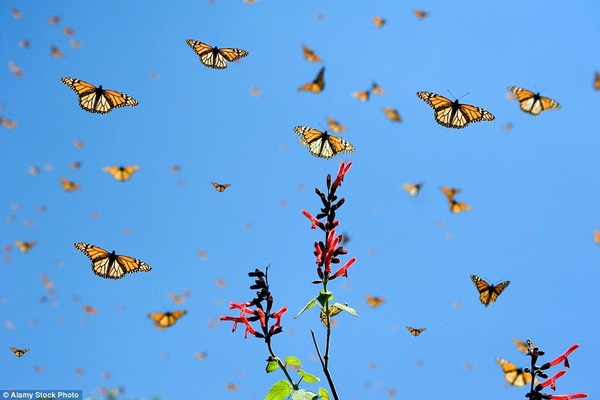 Cảnh tượng xưa nay hiếm: Hàng tỉ con bướm phủ kín cả một khu rừng