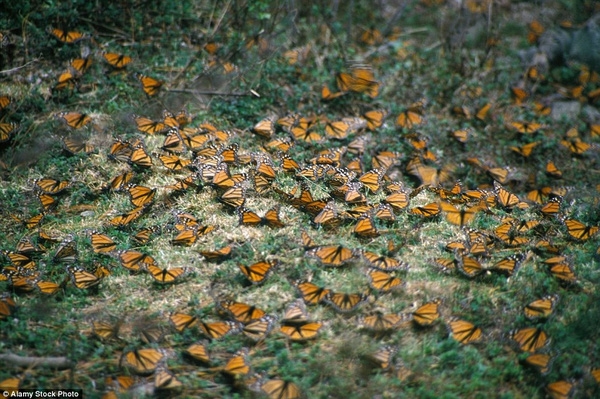 Những năm gần đây, số lượng loài bướm vua đã bị suy giảm nghiêm trọng do tình trạng khí hậu thay đổi, rồi nông dân dùng thuốc trừ sâu, thuốc diệt cỏ.