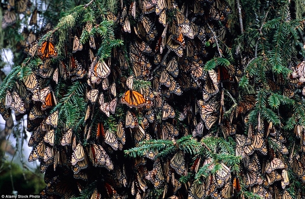 Cảnh tượng xưa nay hiếm: Hàng tỉ con bướm phủ kín cả một khu rừng