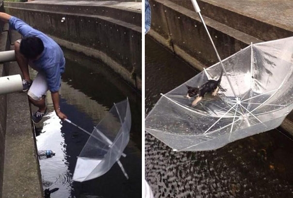 Một người đàn ông dùng ô để cứu một chú mèo bị rớt xuống nước.