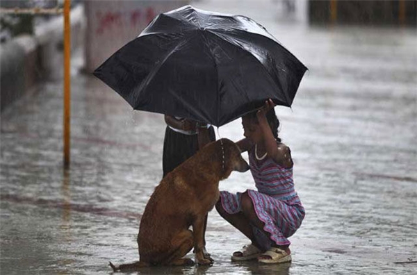 Một cô bé lấy ô của mình để che mưa cho một chú chó hoang trên một con phố ở Mumbai, Ấn Độ.