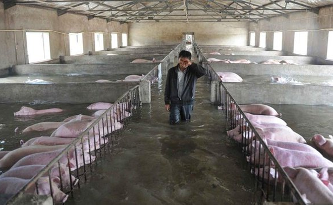 Một trận lũ lụt nghiêm trọng ở Trung Quốc đã làm tiêu tan cả nông trại với 6000 chú lợn, người chủ không biết làm gì khác ngoài đứng khốn khổ khóc ròng giữa biển nước mênh mông, đau xót nhìn các chú lợn của mình lần lượt bị nhấn chìm như "cắt từng khúc ruột". (Ảnh: Internet)