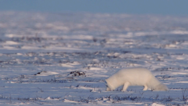 Cáo Bắc cực có khả năng săn các con mồi lẩn dưới lớp tuyết dày bằng cách phóng lên cao rồi đâm thẳng xuống nhằm phá vỡ lớp tuyết.