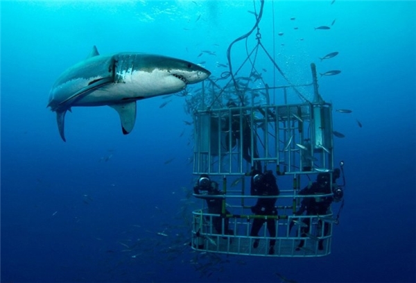 Từ năm 2002, quần đảo Neptune là nơi duy nhất ở Australia cho phép lặn xuống biển ngắm cá mập trắng. Du khách đến đây phải tuyệt đối tuân thủ quy định về an toàn, không thò tay chân ra ngoài lồng sắt nếu không muốn làm mồi cho cá mập.