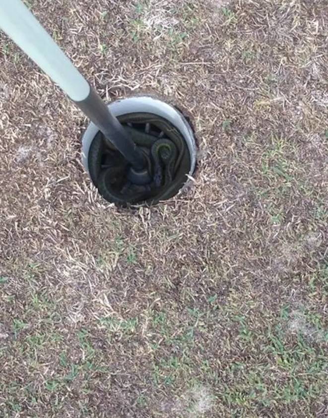 Và cả cảnh này nữa: rắn nghỉ mát trong các lỗ golf.
