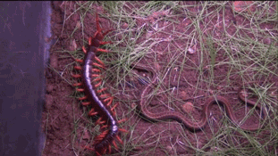 Rết khổng lồ cắn chết rắn, điều chỉ có ở nước Úc xinh đẹp.
