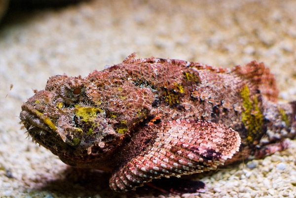 Cá mặt quỷ có bề ngoài trông như một cục đá hoặc một bụi san hô, nhưng những cái gai trên mình nó chứa độc tố rất cao, có thể gây đau đớn dữ dội và tử vong.