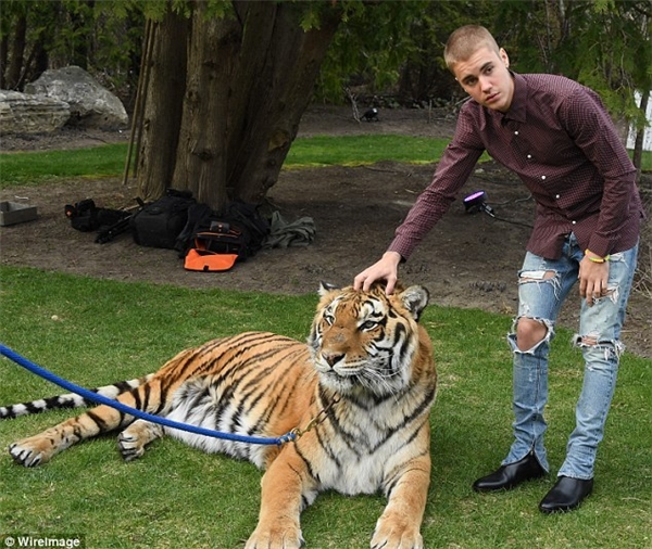 Thực hư việc Justin Bieber bị sờ gáy vì nuôi giữ hổ trái phép
