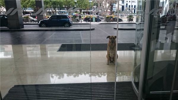 Chú chó hoang luôn đợi Olivia ở trước cửa khách sạn. (Ảnh: FBNV)