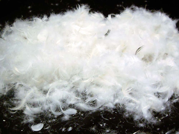 Số lông được nhổ sẽ làm sạch và đem đi bán.