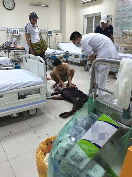 Các bác sĩ ở bệnh viện đã cầm máu và khâu tạm thời cho chú chó.