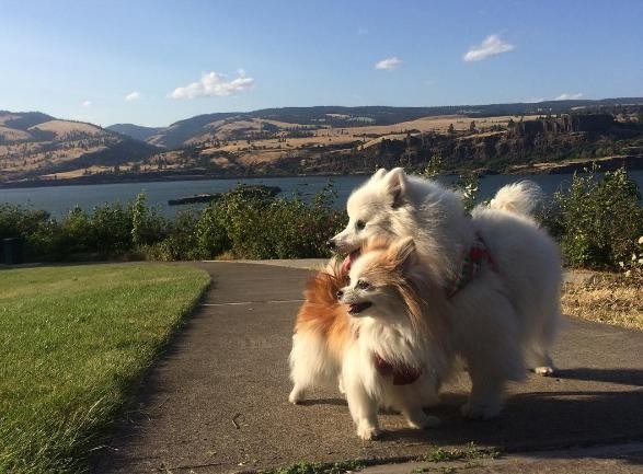 Hai chú chó trở thành đôi bạn thân thật sự.