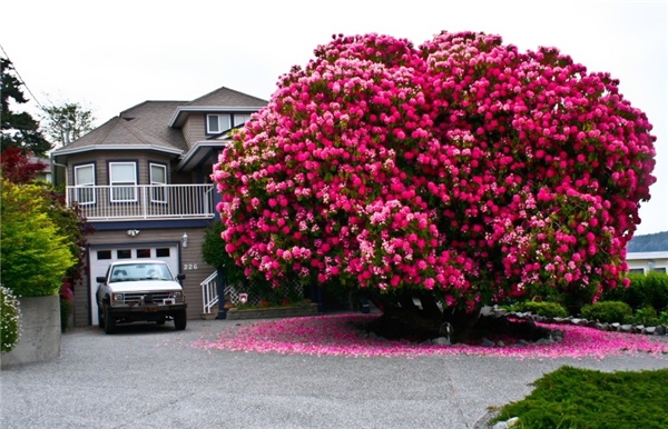 Cây đỗ quyên hơn 125 tuổi ở Canada rực rỡ sắc hồng vào mùa hoa nở. Những cánh hoa rơi đầy trên mặt đất như một tấm thảm màu hồng, tô điểm cho bức tranh trở nên hoàn hảo hơn.