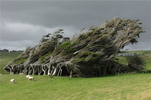 Cây bão táp ở đảo Nam, New Zealand được mệnh danh là một trong những vẻ đẹp vĩ đại nhất do mẹ thiên nhiên tạo tác. Những cơn gió Tây Nam rét buốt thổi mạnh lên từ Nam Cực khiến cây cối ở khu vực này bị uốn cong và "tạo hình" theo hướng gió thổi.
