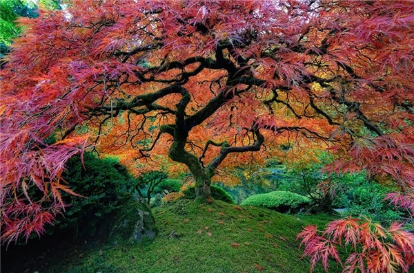 Cây phong Nhật Bản khổng lồ này được trồng ở thành phố Portland, bang Oregon, Mỹ.