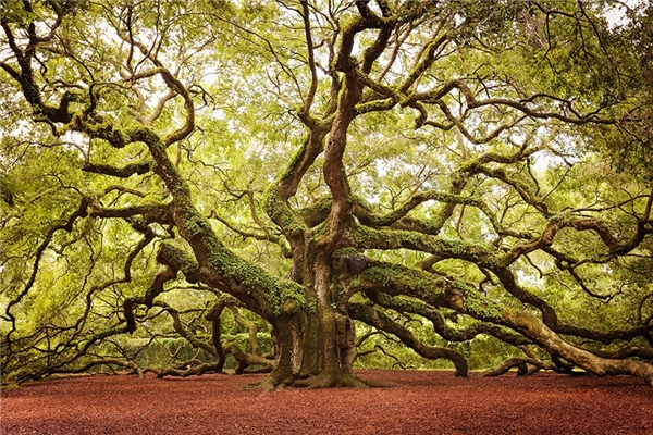 Cây Angel Oak ở bang Nam Carolina, Mỹ được ước tính khoảng 500 tuổi (một số người cho rằng nó đã hơn 1500 tuổi) với chiều cao hơn 20m và chu vi 8,5m. Angel Oak được xem là cây cổ thụ lâu đời nhất ở Mỹ.
