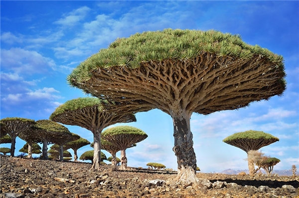 Cây huyết rồng mang hình dạng như những chiếc ô khổng lồ và nhựa đỏ như máu mọc trên những ngọn núi Haggeher của đảo Socotra, thuộc Cộng hòa Yemen. Đây được xem là một trong những loại thực vật quý hiếm nhất trên hành tinh và có thể sống đến 500 tuổi.