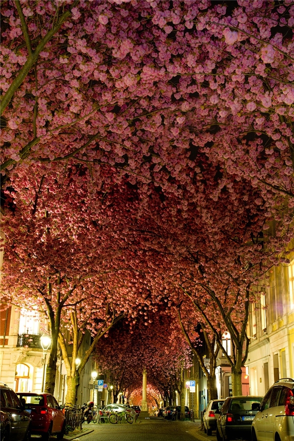Hai hàng cây anh đào hoa nở rộ ở thành phố Bonn, nước Đức được ví như một bầu trời hoa kì ảo trên khu phố và thu hút không ít nhiếp ảnh gia lẫn khách du lịch đến ghé thăm.
