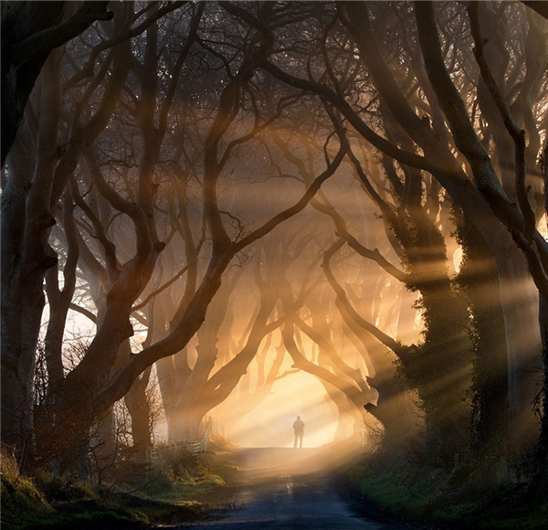 Đường cây sồi Dark Hedges được du khách nhắc đến như một kiệt tác thiên nhiên ở Bắc Iceland. Dark Hedges nằm dọc trên một con đường nhỏ yên tĩnh gần ngôi làng Armoy ở Bắc Ireland và được gia đình Stuart trồng từ thế kỉ XVIII nhằm tạo ra cảnh quan đẹp mắt và gây ấn tượng khi khách ghé thăm dinh thự của mình.