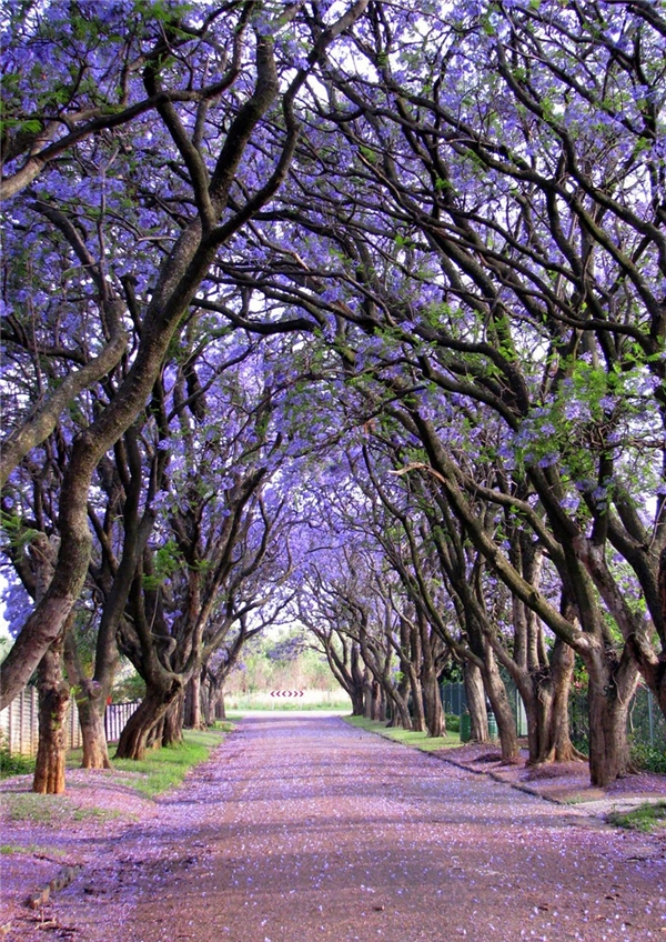 Nếu hàng cây anh đào trở thành một biểu tượng vẻ đẹp thiên nhiên ở nước Đức thì con đường trải đầy hoa phượng tím tại Jacaranda ở Cullinan, Nam Phi sẽ để lại những ấn tượng choáng ngợp khó quên trong lòng khách tham quan.