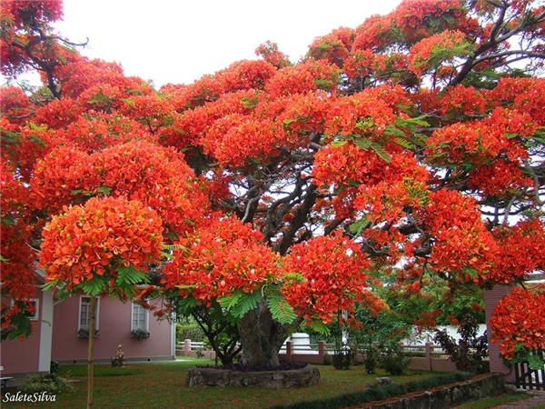 Cây phượng là loại thực vật đặc trưng của Madagascar, Brazil nhưng nó cũng sinh trưởng rất nhiều ở các vùng nhiệt đới trên khắp thế giới.