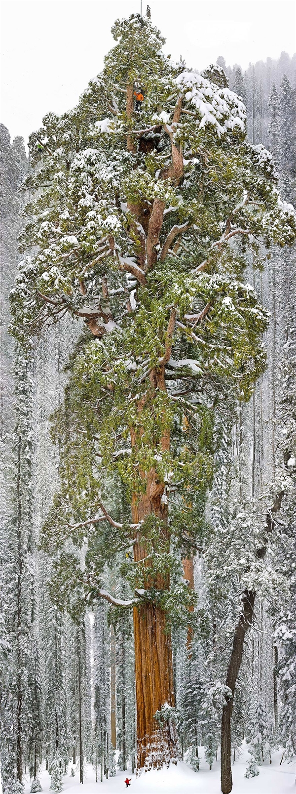 Cây Sequoia ở California với chiều cao 73m với đường kính rộng nhất 28m là cây Sequoia lớn thứ 3 được phát hiện trên thế giới.