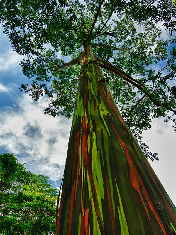 Choáng ngợp trước 20 loại cây trăm, ngàn tuổi đẹp nhất hành tinh