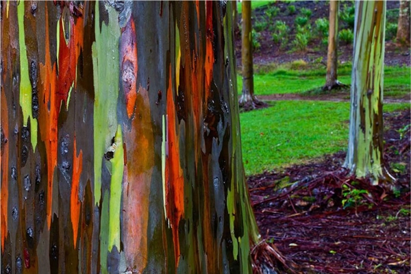 Cây bạch đàn 7 sắc với tên khoa học là Eucalyptus mọc trên đảo Kauai, Hawaii, Mỹ. Loài cây này thay vỏ nhiều lần trong năm và qua mỗi lần "thay áo", cây lại để lộ ra một lớp màu xanh lá nhạt. Sau đó, lớp vỏ bên trong dần sẫm màu hơn và chuyển thành màu xanh da trời, cam và nâu sẫm, khiến thân cây như được quét nhiều lớp sơn đặc biệt.