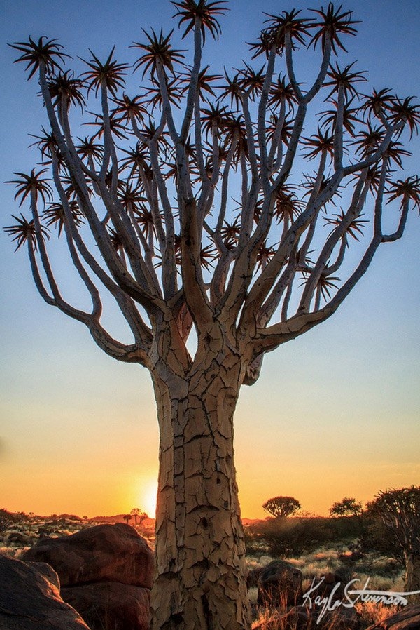 Cây rung động ở Namibia chỉ trơ trụi với các nhánh cây nhưng lại cuốn hút bởi tạo hình độc đáo của chúng. Được biết, loài thực vật này mọc rất nhiều ở các sườn đồi.