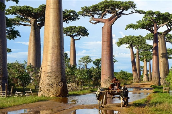 Cây bao báp thuộc họ gạo và là một trong tám loại cây đặc biệt chỉ sống ở khu vực Madagascar, châu Phi hoặc châu Úc. Loài thực vật này có khả năng sinh tồn rất mạnh mẽ, ngay cả ở những nơi có điều kiện sống khắc nghiệt nhất. Chính vì vậy, chúng được ví như biểu tượng sức sống cho những vùng đất khô cằn của châu Phi.