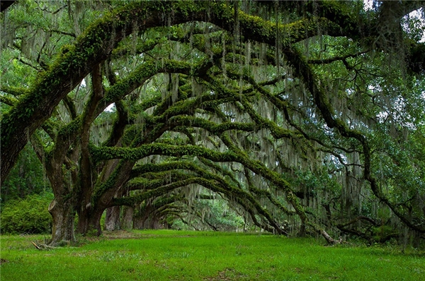 Cây cổ thụ này có tên gọi là Avenue of Oak và được trồng từ những năm 1790 ở Nam Carolina. Đúng như tên gọi, cây Avenue of Oak mang đến vẻ đẹp rêu phong, cổ kính đầy mê hoặc.