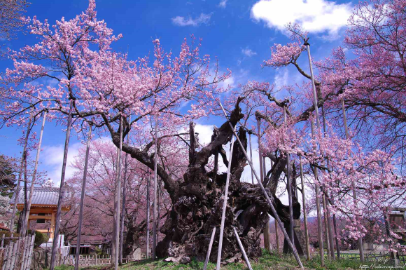 Cây hoa anh đào (sakura) lớn tuổi nhất ở quận Yamanashi, Nhật Bản ước tính đã sống được 1.800-2.000 năm. Người dân ở đây tin rằng cây anh đào này được trồng bởi Yamato Takeru, vị hoàng đế thứ 12 của Nhật Bản cai trị đất nước cho đến năm 133 sau Công nguyên.