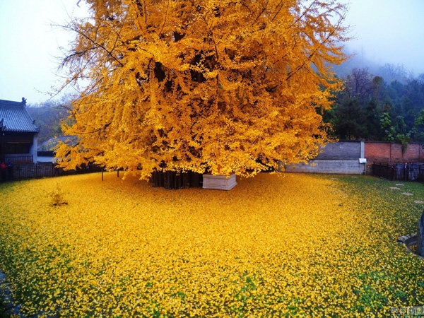 Cây bạch quả khổng lồ ước tính 1.400 tuổi nằm bên trong ngôi đền Gu Guanyin Phật giáo ở núi Zhongnan, Trung Quốc. Vào mùa thu, lá xanh trên cây lần lượt chuyển sang màu vàng và rơi đầy trên sân đền tạo nên một cảnh quan vô cùng kì ảo.