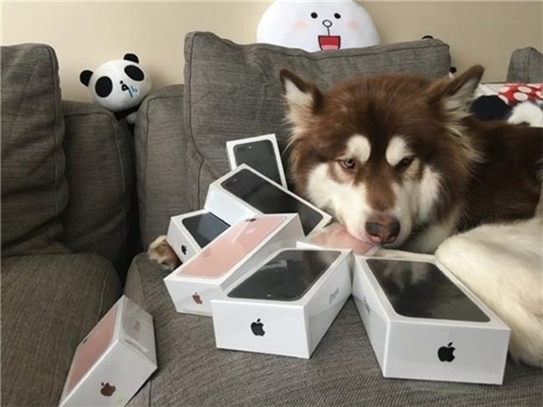 Thiếu gia giàu có nhất TQ mua hẳn 8 chiếc iPhone 7 và iPhone 7 Plus cho chó cưng